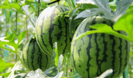 无人区吃瓜爆料免费,吃瓜爆料背后的真实故事